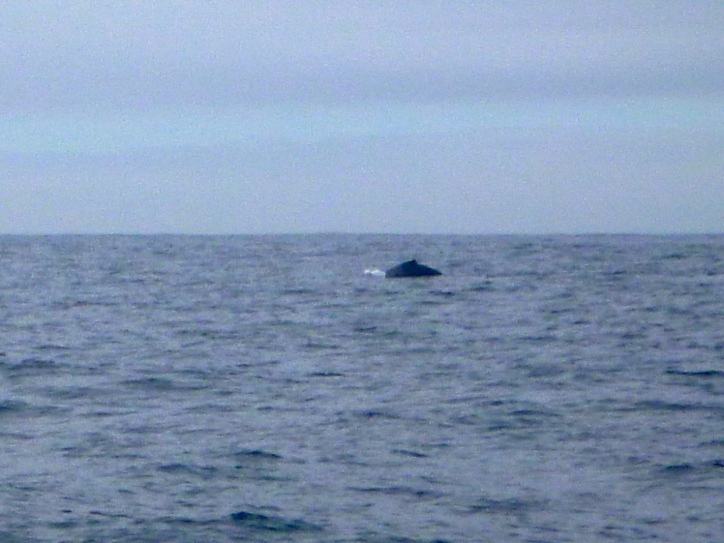 P1140196