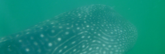 Whale Sharks!